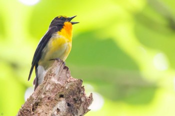 Narcissus Flycatcher 多摩森林科学園 Sat, 6/11/2022