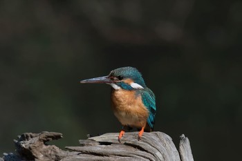 Common Kingfisher 神奈川県 Fri, 6/22/2018