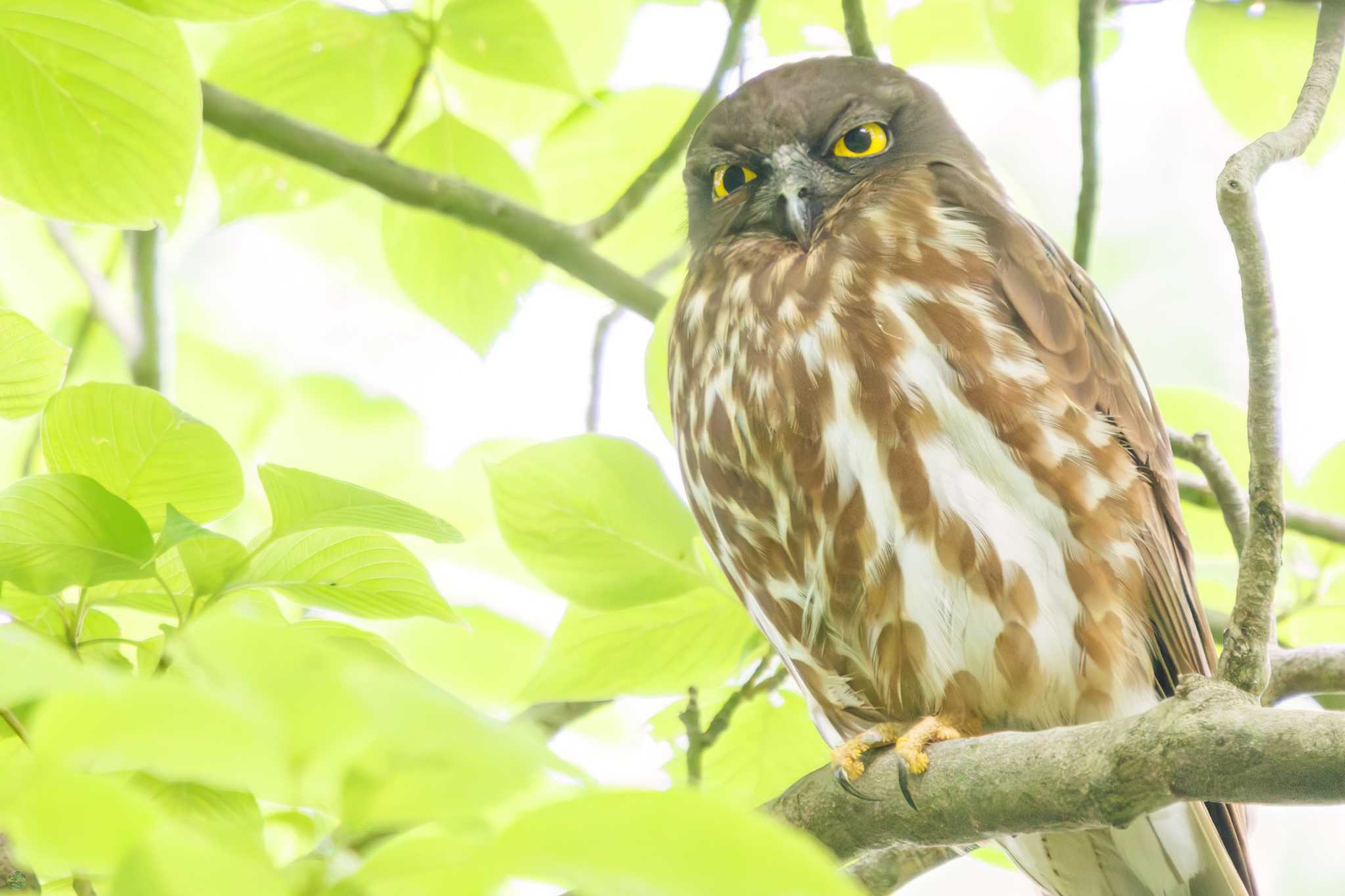 多摩森林科学園 アオバズクの写真 by d3_plus