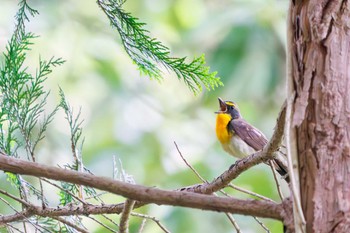 Narcissus Flycatcher 多摩森林科学園 Sat, 6/11/2022