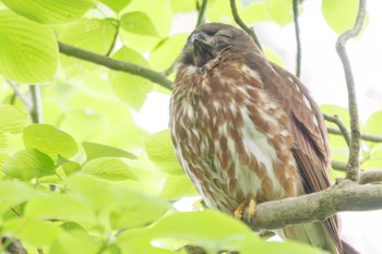 2022年6月11日(土) 多摩森林科学園の野鳥観察記録