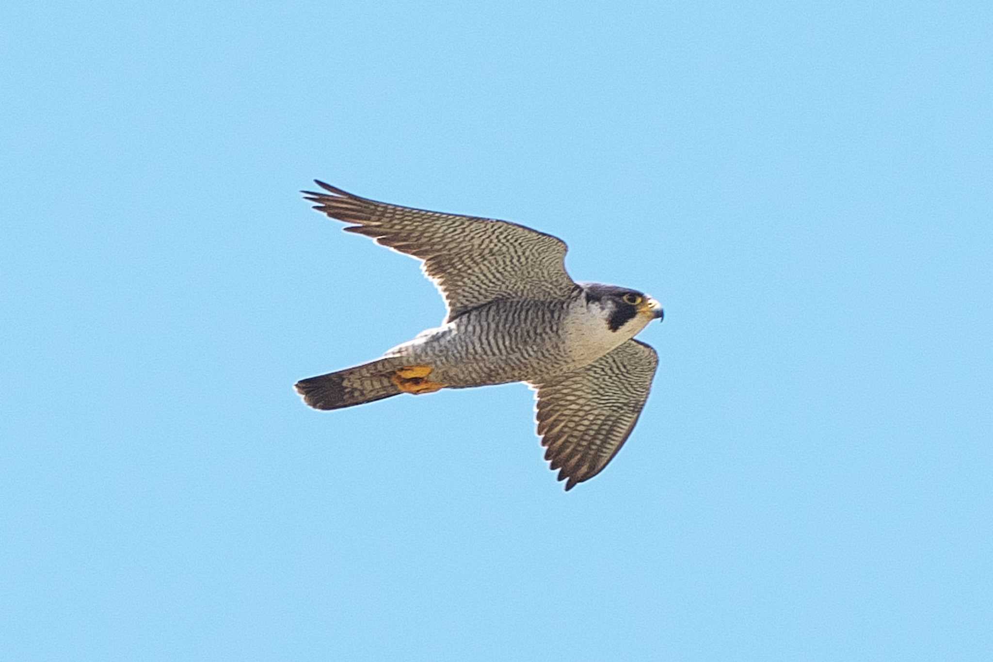 Photo of Peregrine Falcon at 江ノ島 by Y. Watanabe