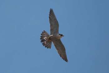 Tue, 5/9/2023 Birding report at 江ノ島
