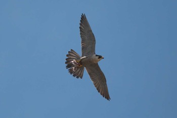 2023年5月9日(火) 江ノ島の野鳥観察記録