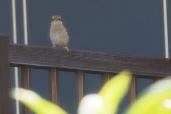 Bull-headed Shrike 自宅庭 Thu, 4/20/2023