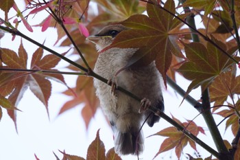 Bull-headed Shrike 自宅庭 Thu, 4/20/2023