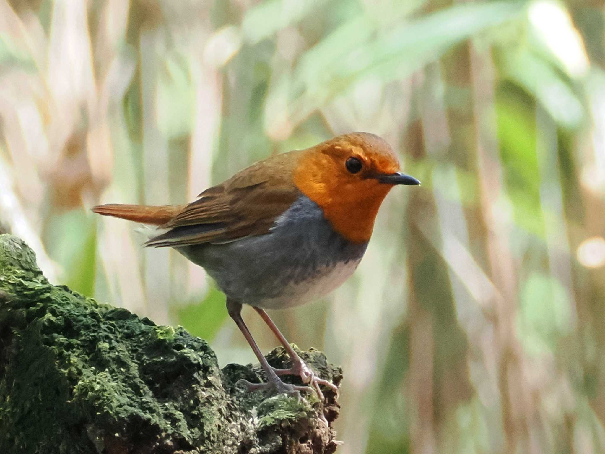 Japanese Robin