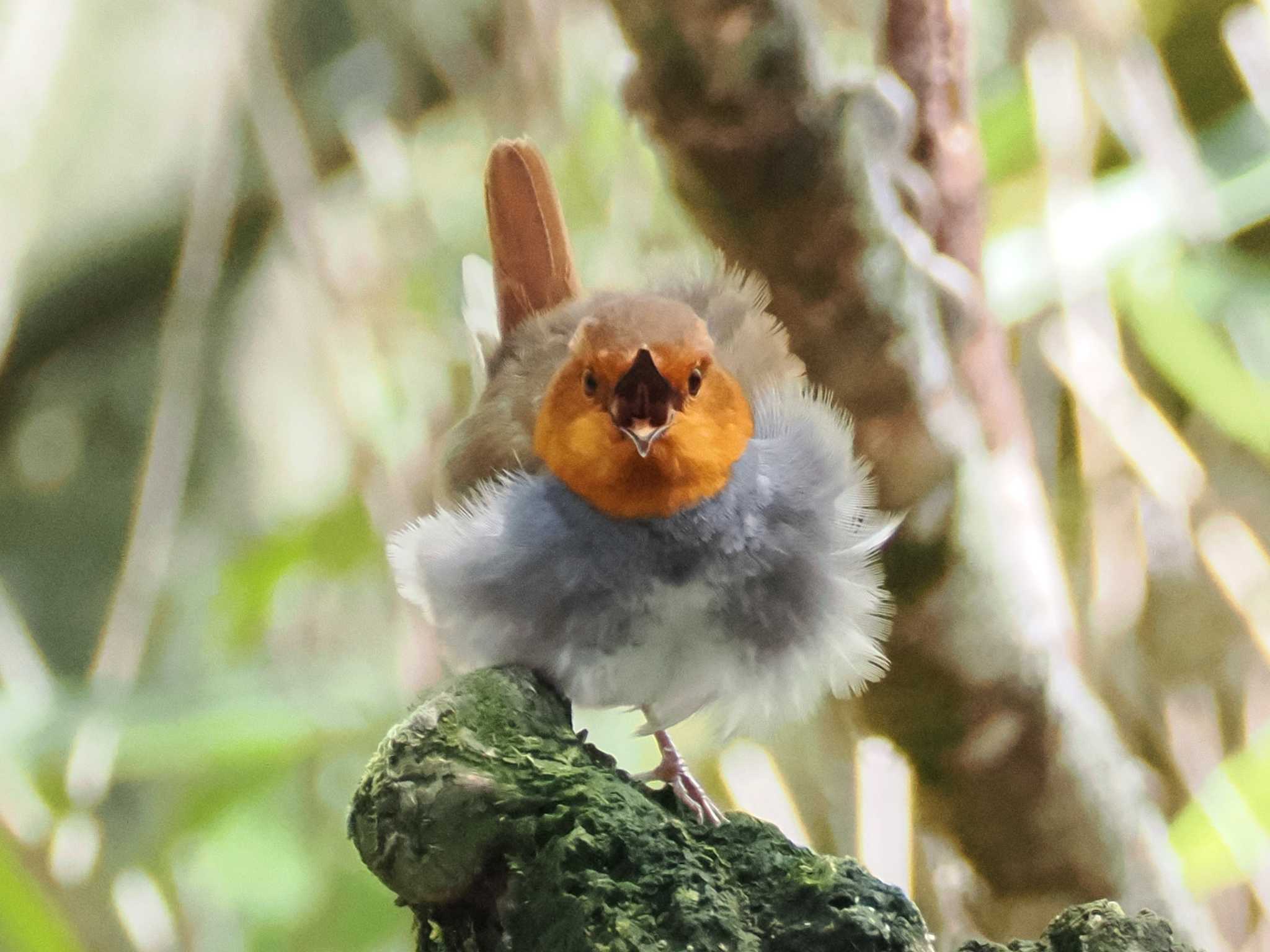 Japanese Robin