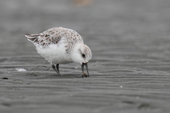 ミユビシギ ふなばし三番瀬海浜公園 2023年4月22日(土)