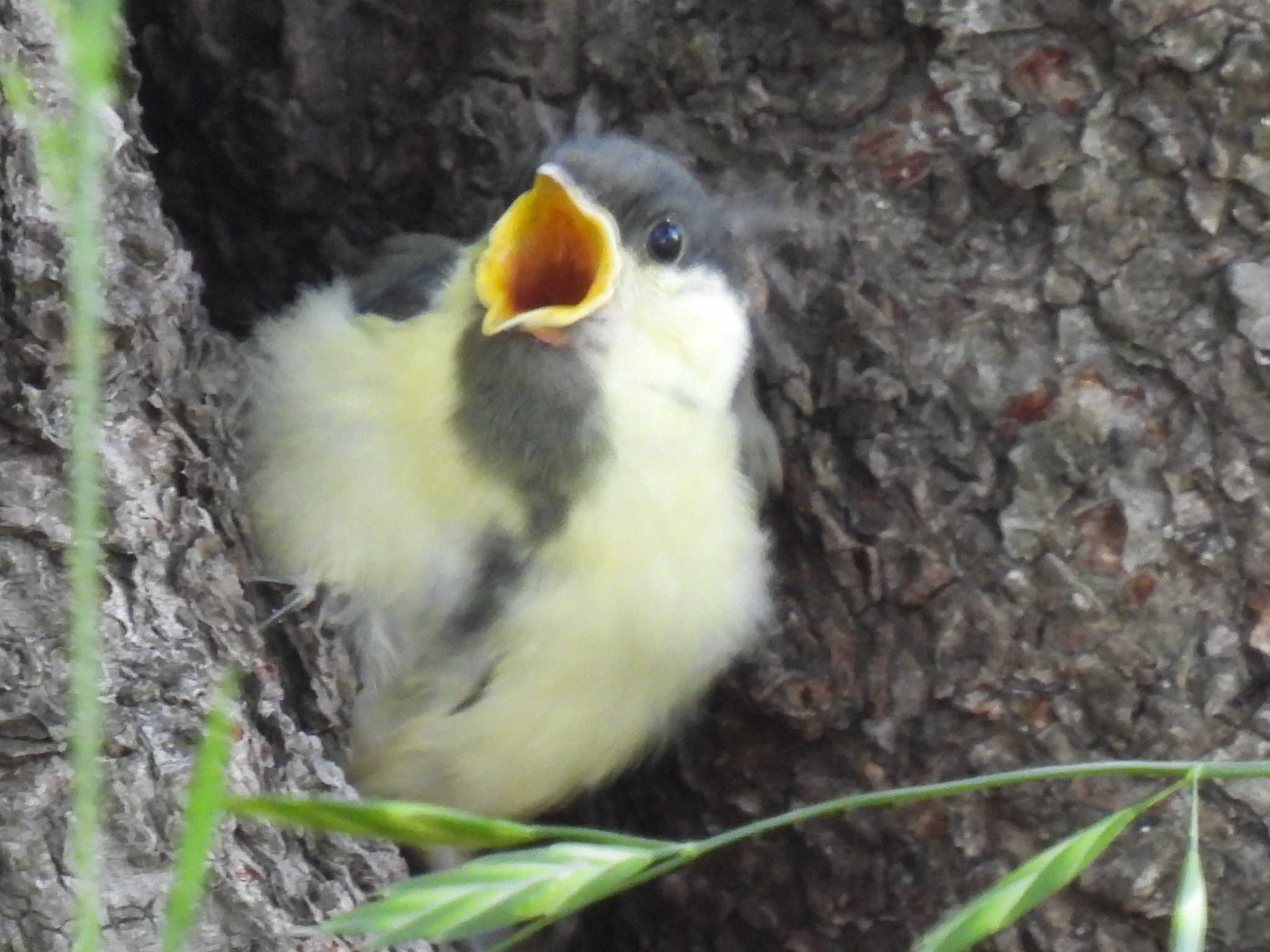 シジュウカラ