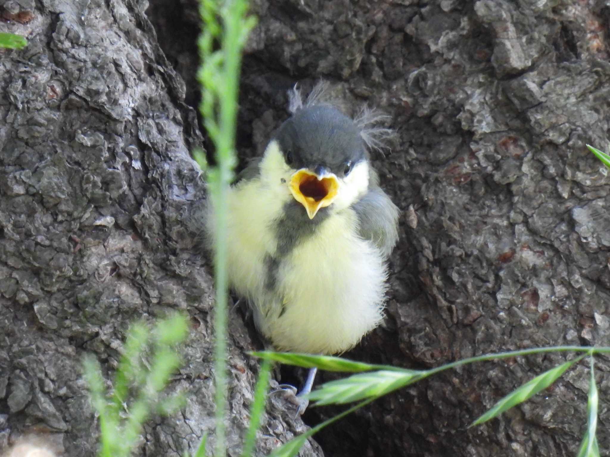 シジュウカラ