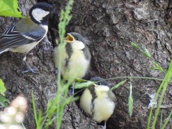 2023年5月10日(水) 航空公園の野鳥観察記録