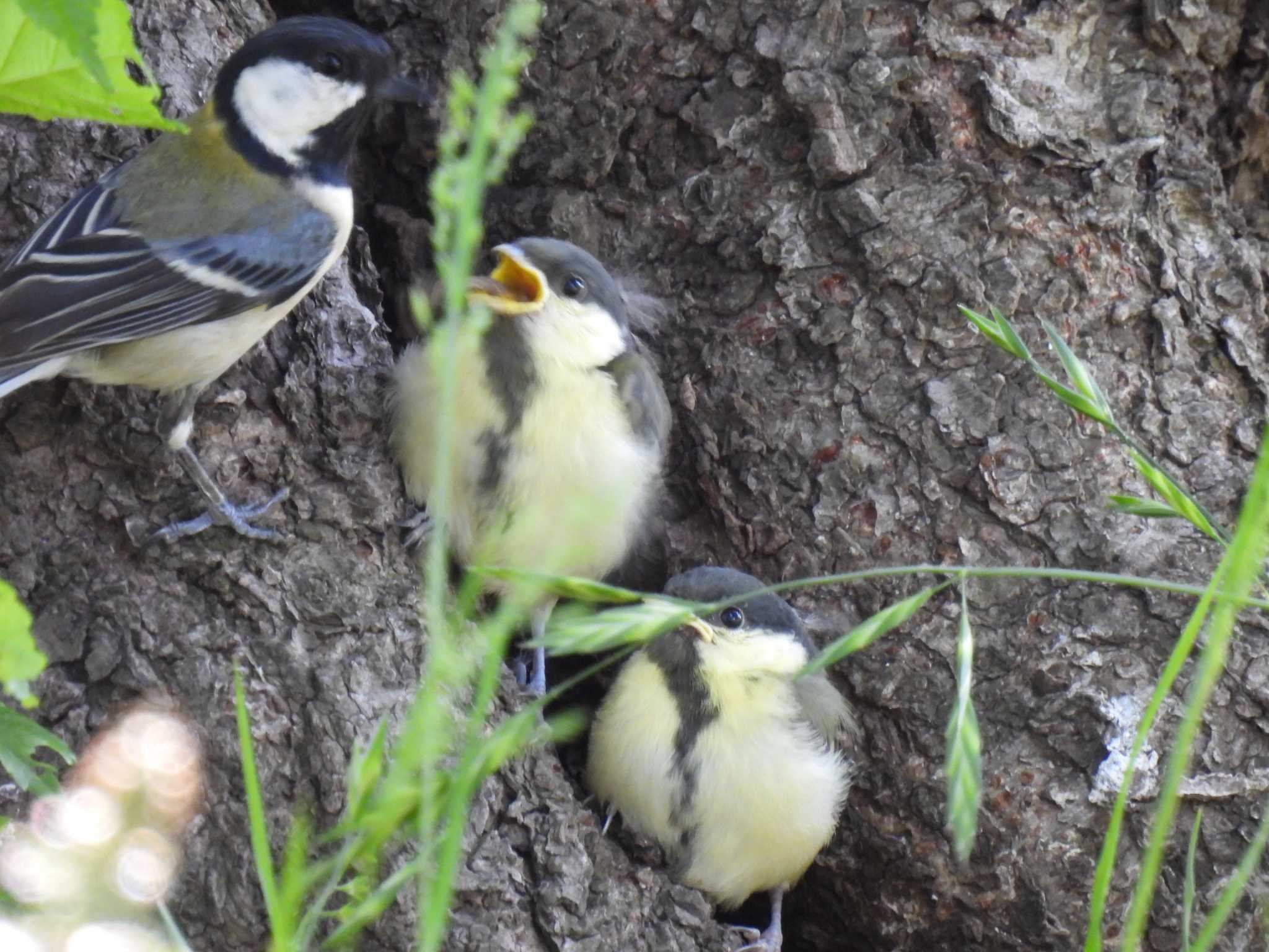 Japanese Tit