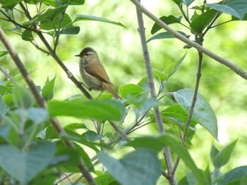 ウグイス 小山田緑地公園 2023年5月5日(金)