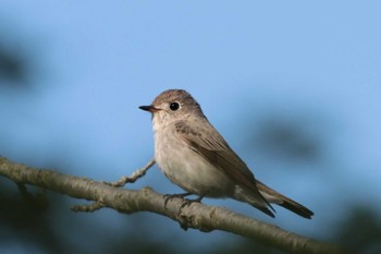 2023年5月9日(火) 埼玉県民の森の野鳥観察記録