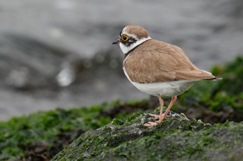 コチドリ ふなばし三番瀬海浜公園 2023年4月22日(土)