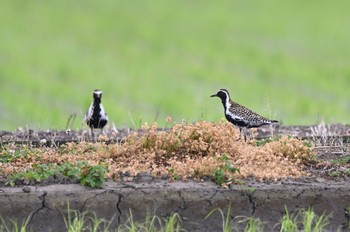 ムナグロ 大久保農耕地 2023年5月7日(日)