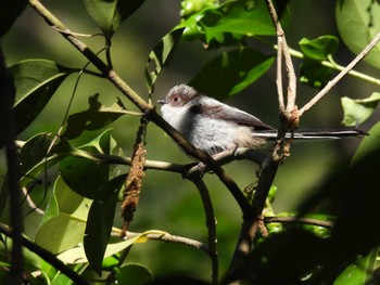 Long-tailed Tit 航空公園 Wed, 5/10/2023