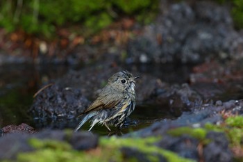 Red-flanked Bluetail Okuniwaso(Mt. Fuji) Sun, 6/17/2018