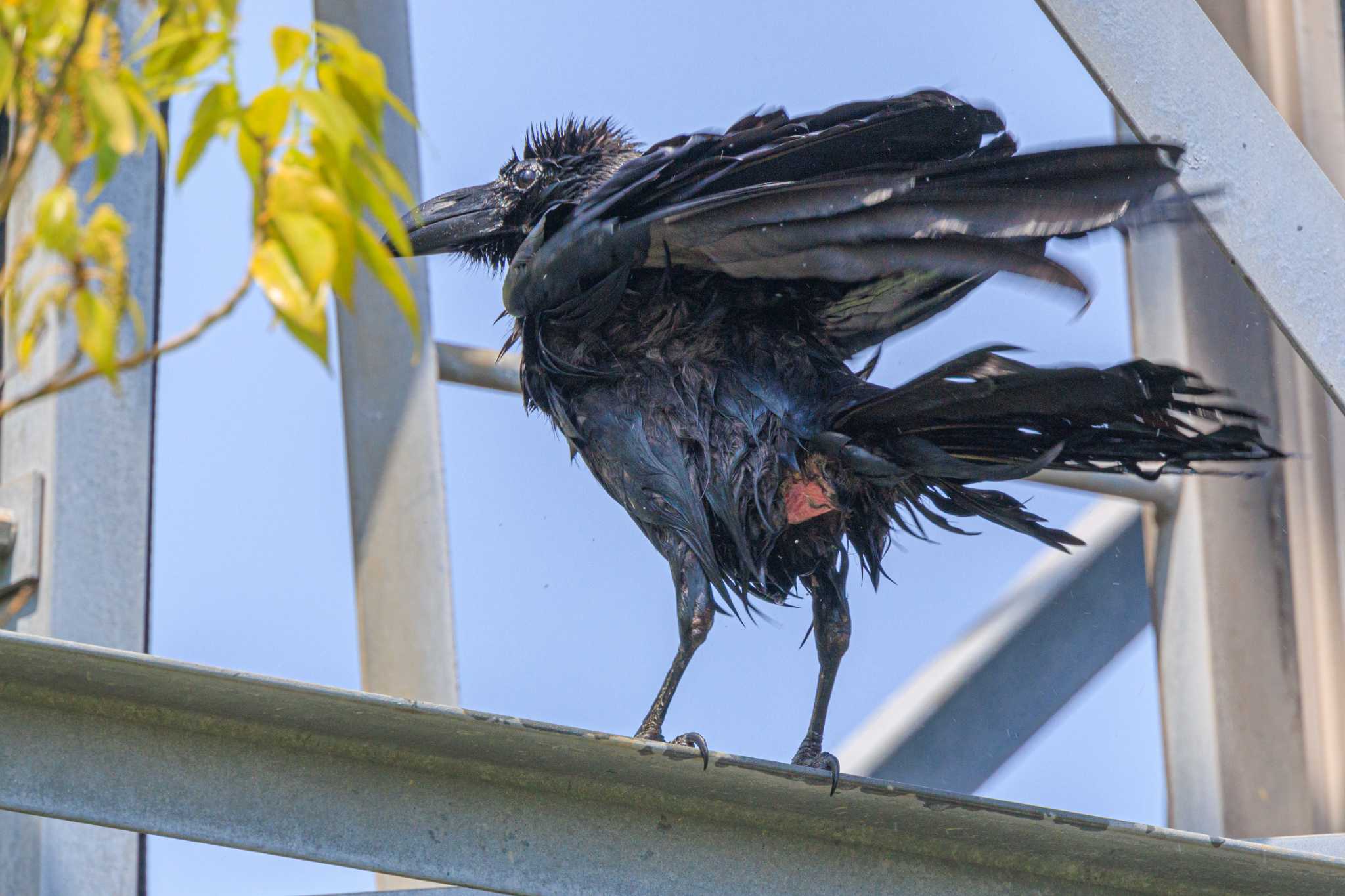 明石市大久保町 ハシボソガラスの写真 by ときのたまお