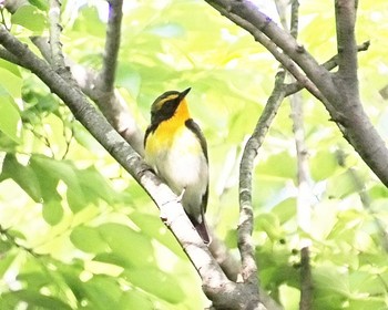 2023年5月10日(水) 大仙公園の野鳥観察記録