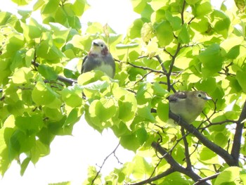 Chestnut-cheeked Starling 百合ガ原公園 Wed, 5/10/2023