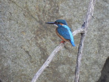 Common Kingfisher 航空公園 Wed, 5/10/2023