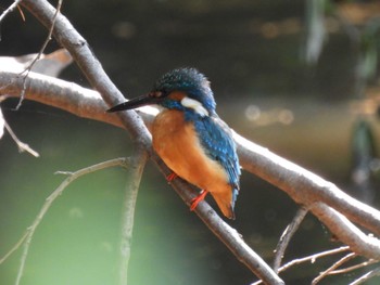 Common Kingfisher 航空公園 Wed, 5/10/2023