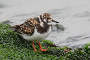 キョウジョシギ ふなばし三番瀬海浜公園 2023年4月22日(土)