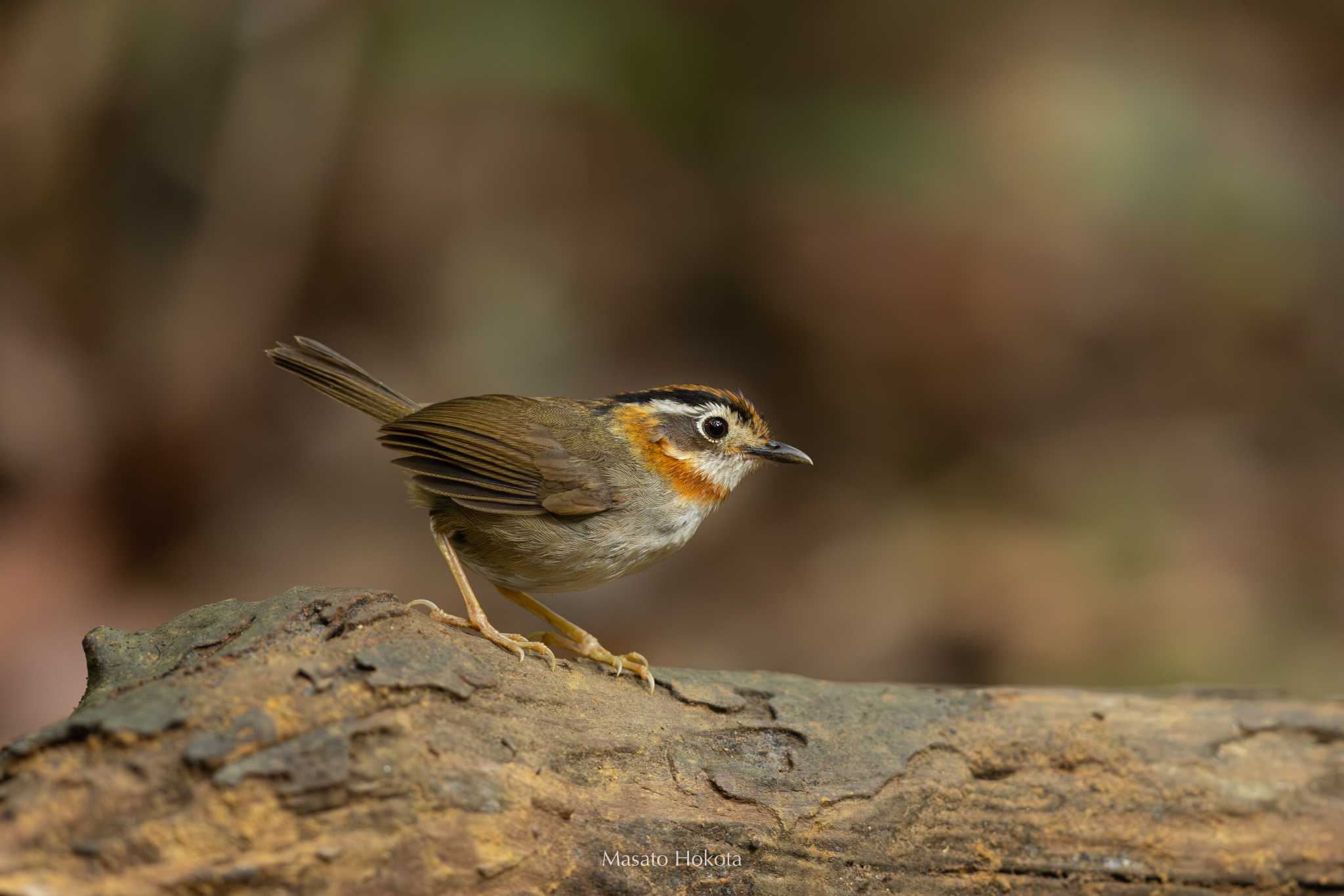 Photo of Rufous-throated Fulvetta at Cuc Phuong National Park by Trio