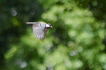 シジュウカラ ＭＦ 2023年5月4日(木)