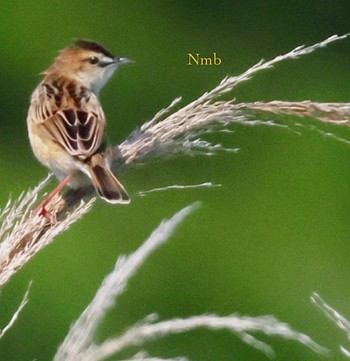 Zitting Cisticola Unknown Spots Unknown Date