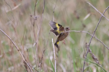 Tue, 5/9/2023 Birding report at 石狩東埠頭