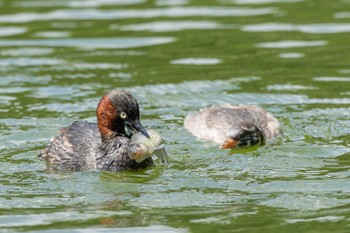 カイツブリ 薬師池公園 2023年5月1日(月)