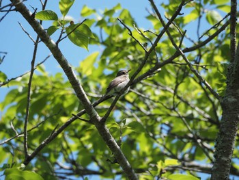 Tue, 5/9/2023 Birding report at 各務野自然遺産の森