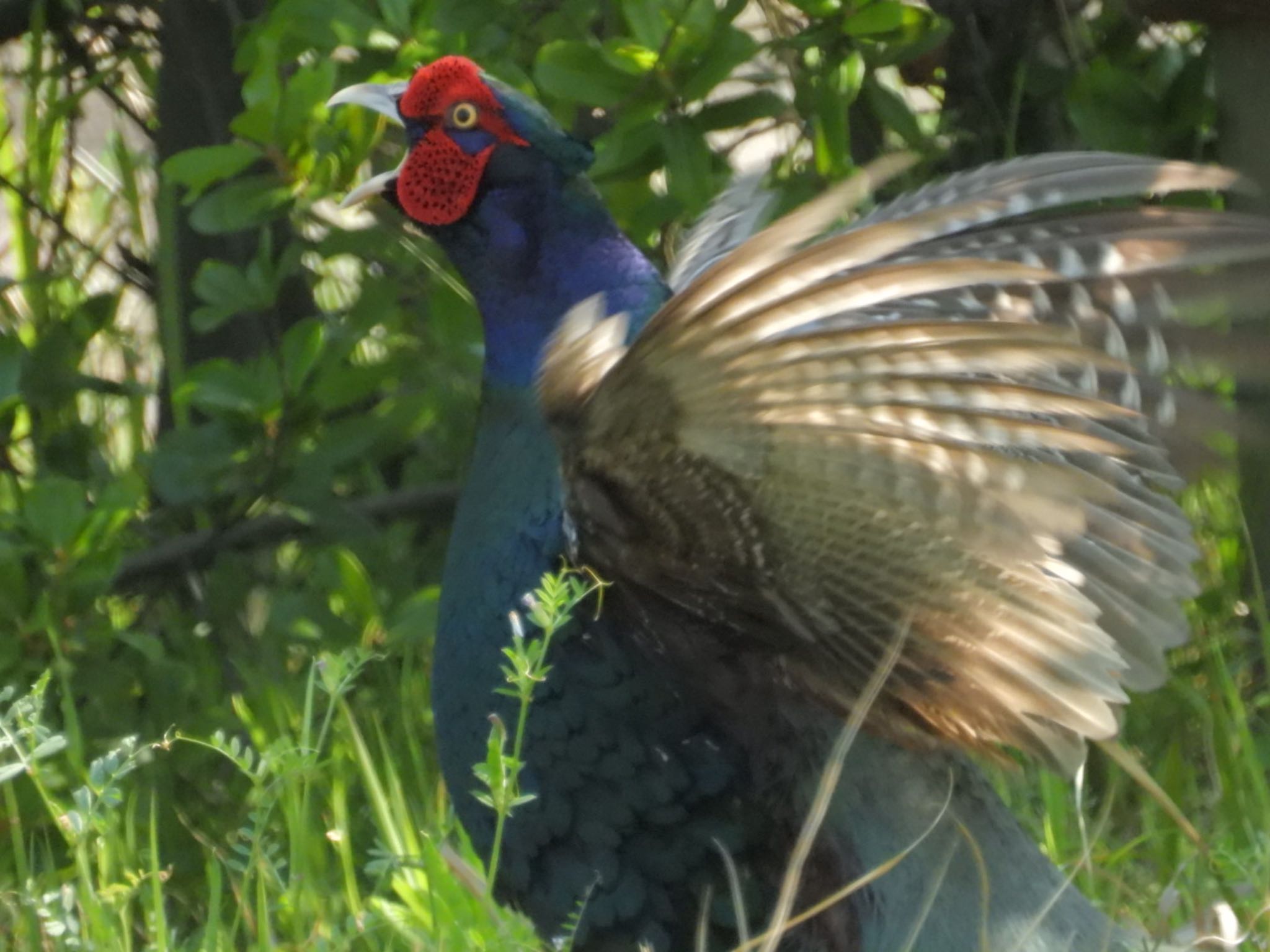 Photo of Green Pheasant at 新潟市西区 by ぽちゃっこ