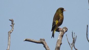 Grey-capped Greenfinch 荒崎公園 Wed, 5/10/2023