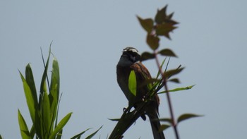 Meadow Bunting 荒崎公園 Wed, 5/10/2023