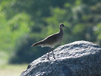 Eurasian Whimbrel 淀川河川公園 Wed, 5/10/2023