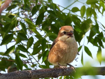 Bull-headed Shrike 淀川河川公園 Wed, 5/10/2023