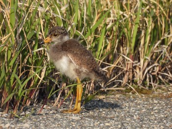 Grey-headed Lapwing 近所の空き地 Wed, 5/10/2023