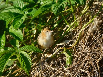 Golden-headed Cisticola kununura Wed, 4/19/2023