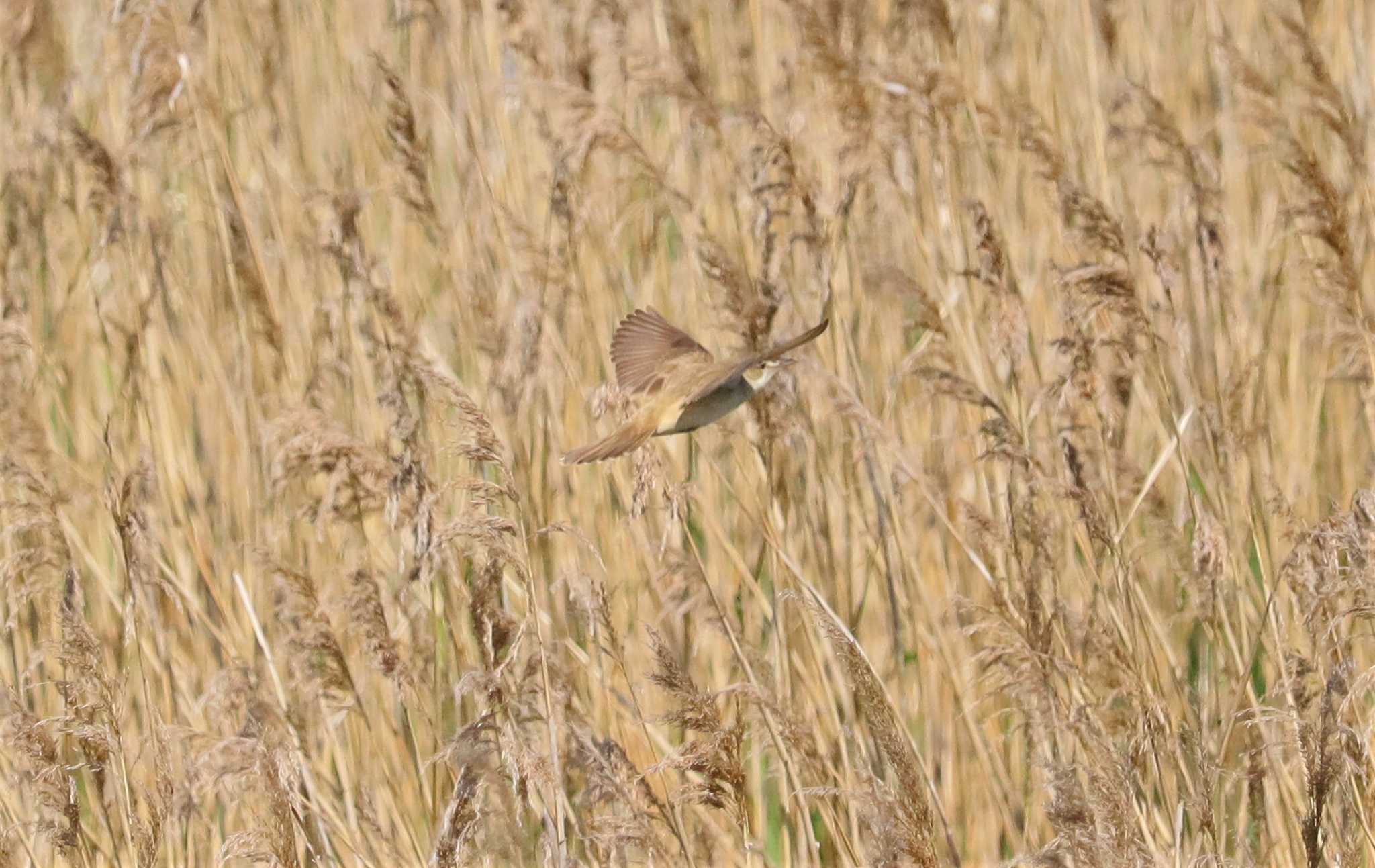 Oriental Reed Warbler