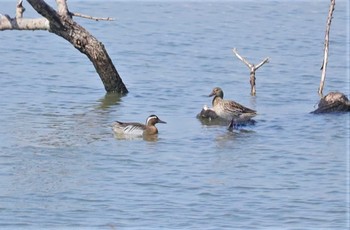 2023年5月10日(水) 藤前干潟の野鳥観察記録