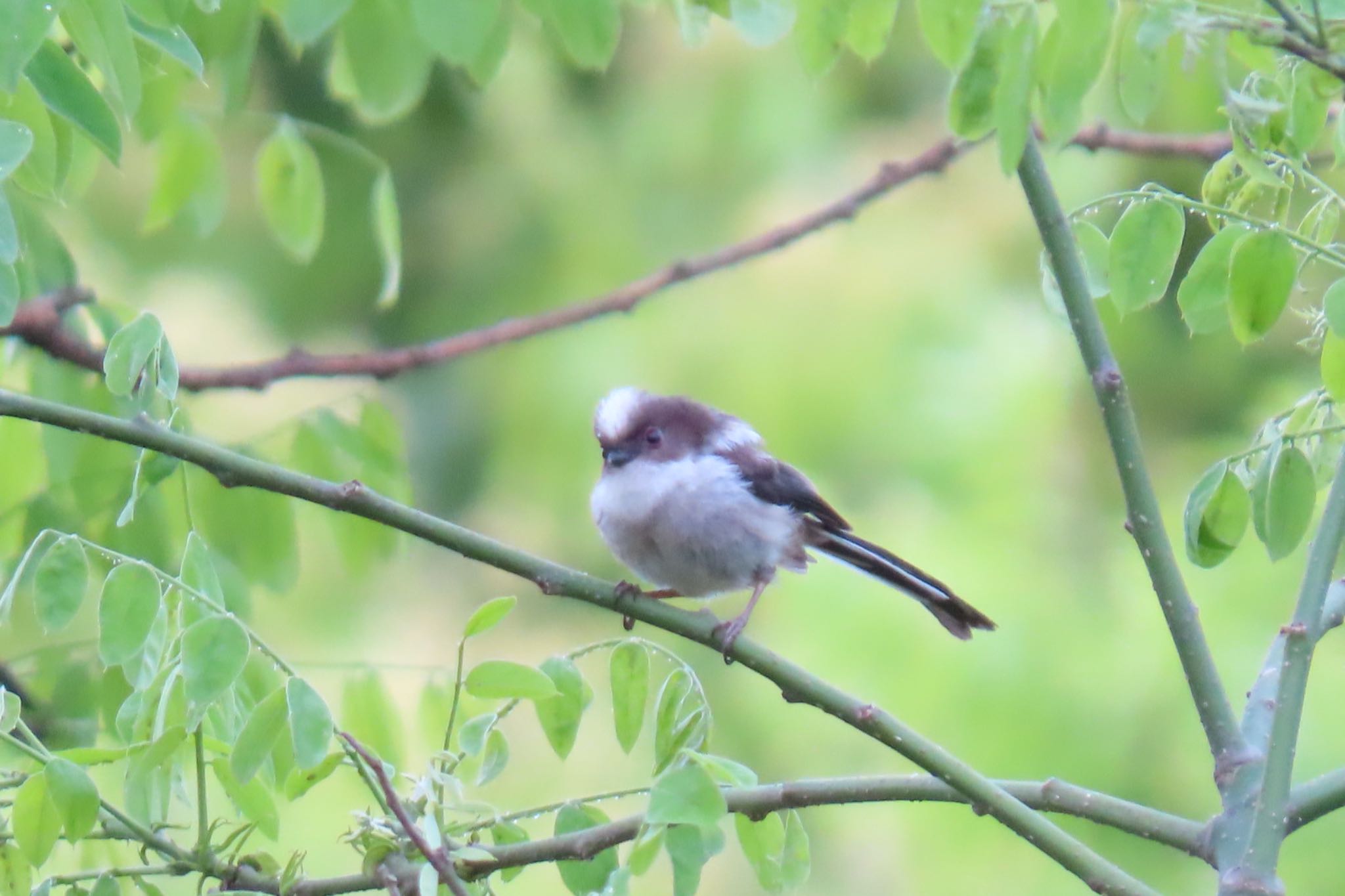 Photo of Long-tailed Tit at Mizumoto Park by toritoruzo 