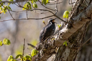 Siberian Thrush Unknown Spots Wed, 5/10/2023