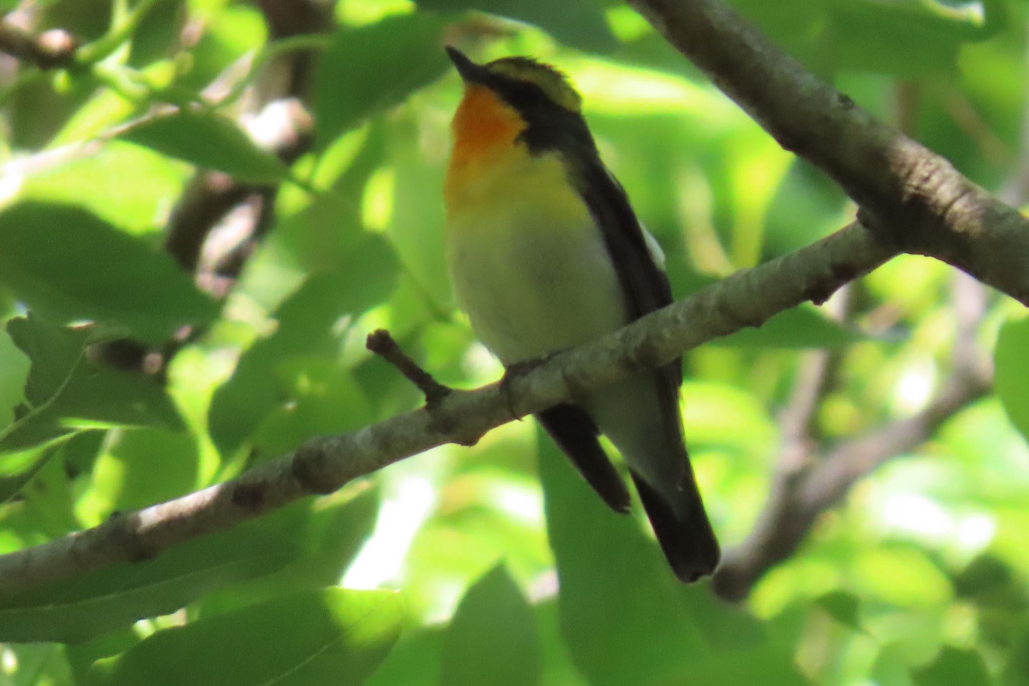 Photo of Narcissus Flycatcher at Mizumoto Park by toritoruzo 