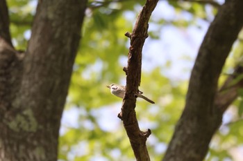 Japanese Bush Warbler 野幌森林公園 Wed, 5/10/2023