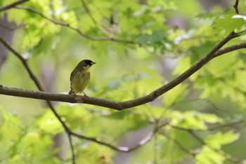 Masked Bunting 野幌森林公園 Wed, 5/10/2023