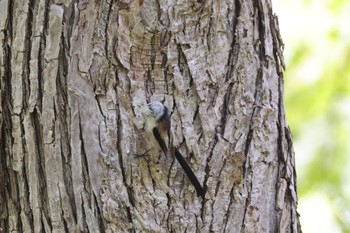 Long-tailed tit(japonicus) 野幌森林公園 Wed, 5/10/2023